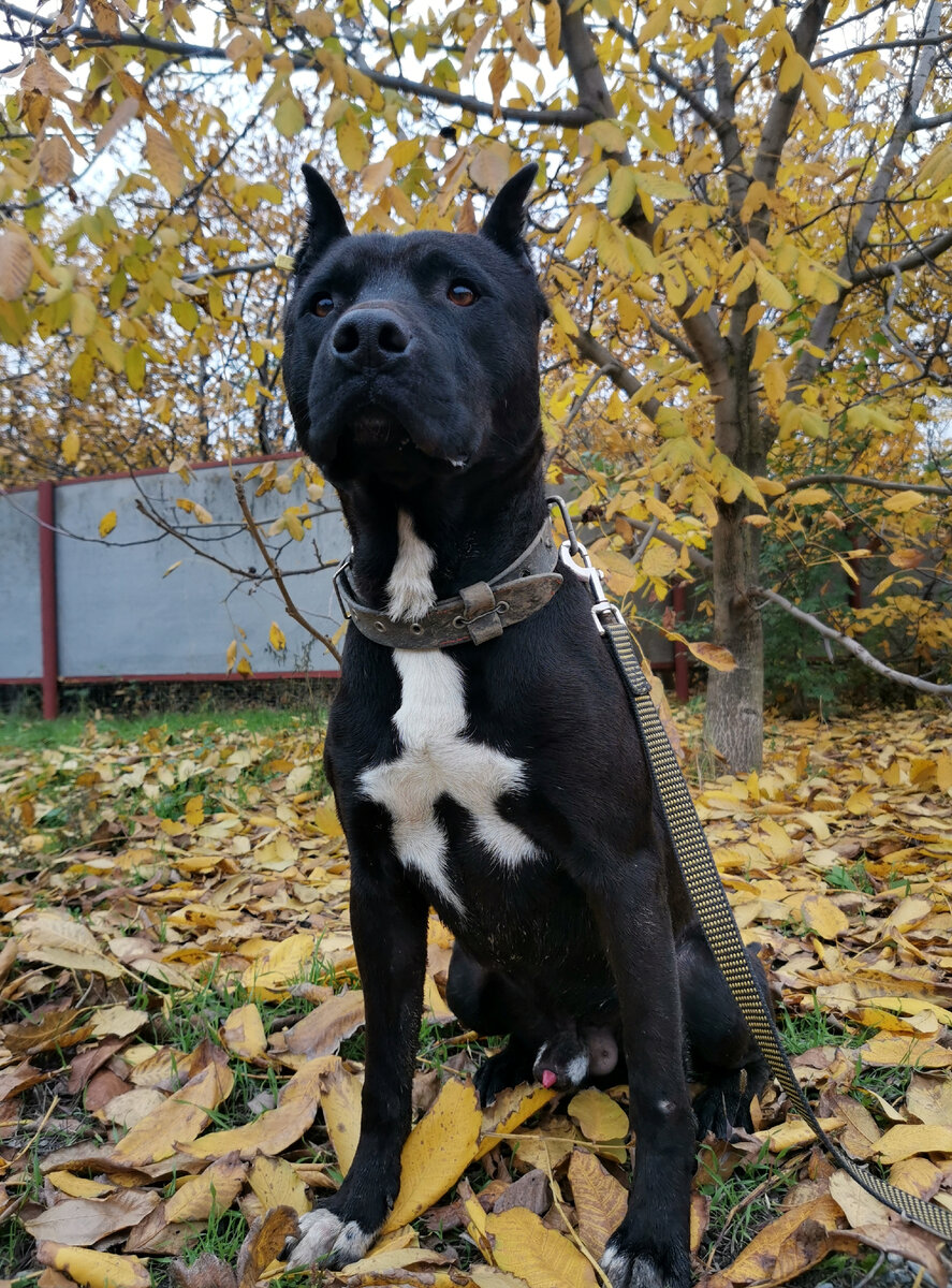 Карат. Осенние прогулки в окрестностях приюта.