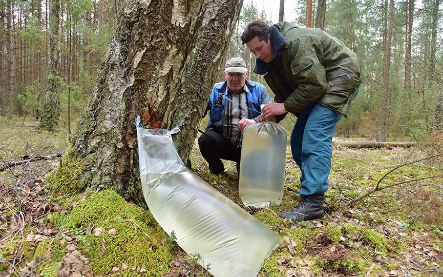 Березовый сок картинки красивые