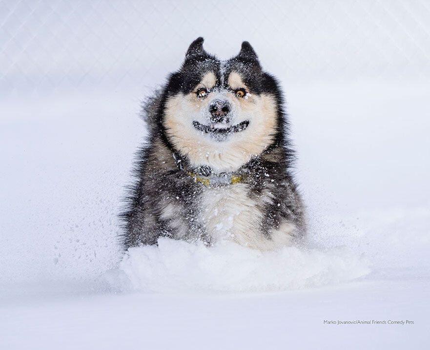      comedypetphoto