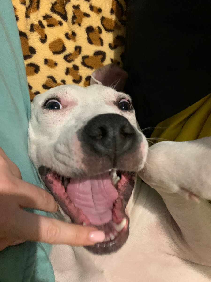 Собака-улыбака