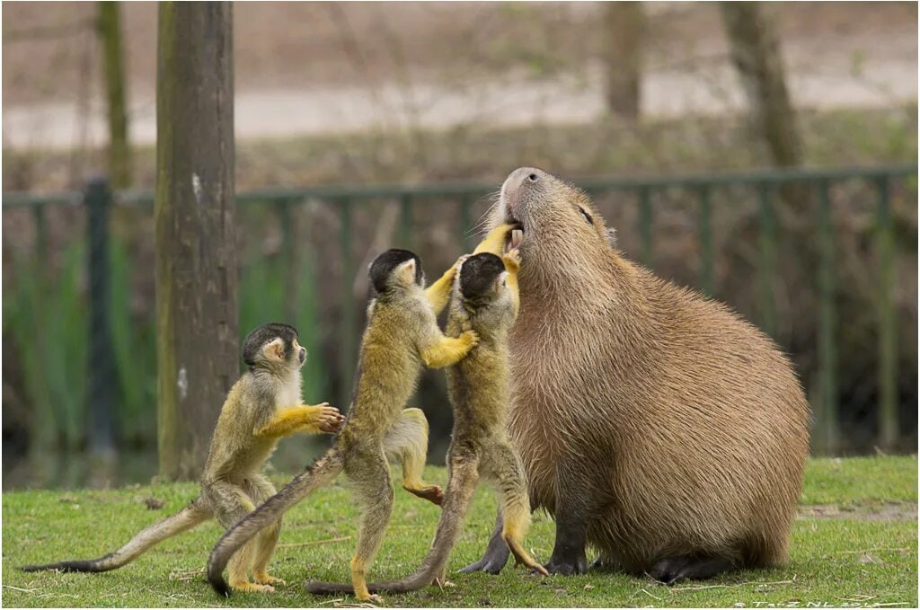 Когда пришел к стоматологу, а у него практиканты.