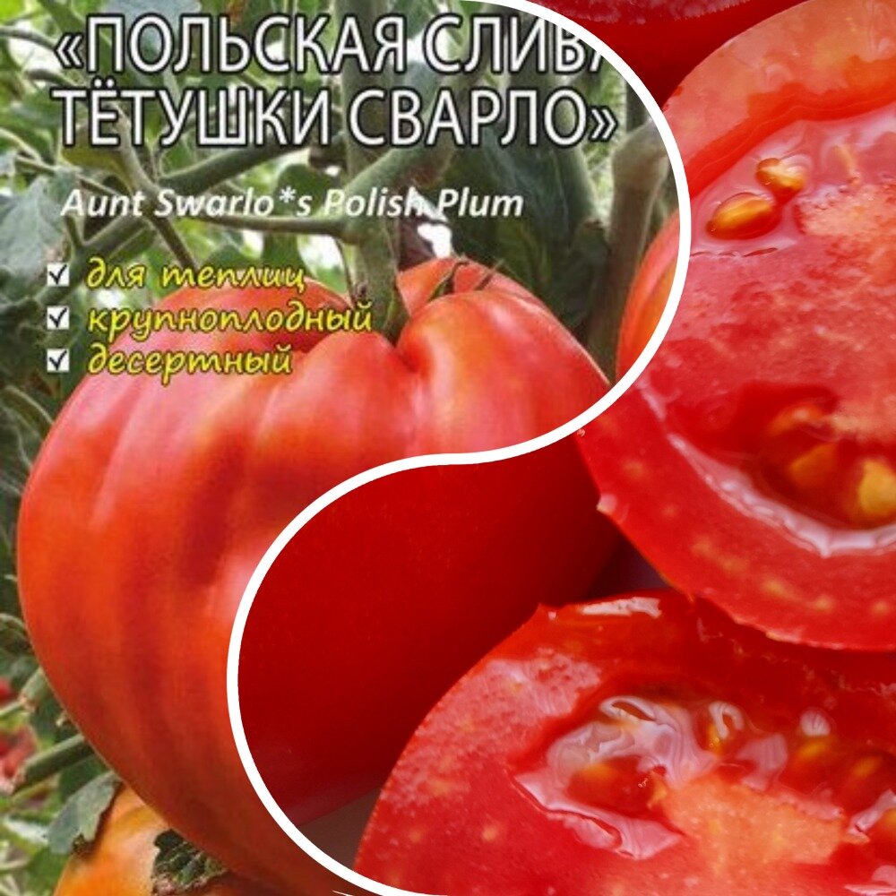 Томат польская слива тетушки сварло. Польская слива тетушки сварло. Томат сорт польская слива тетушки сварло. Томат сорт польская слива тетушки сварло. Томат польская слива тетушки.