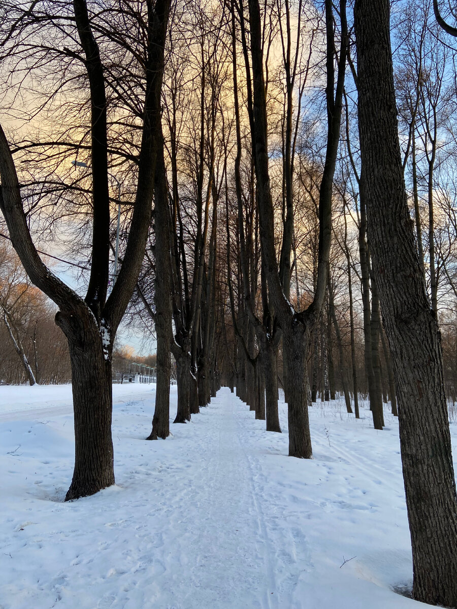 Липовая аллея в парке
