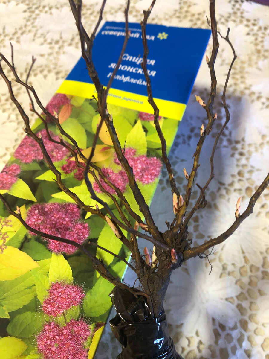 Спирея японская Голдфлейм. фото автора.