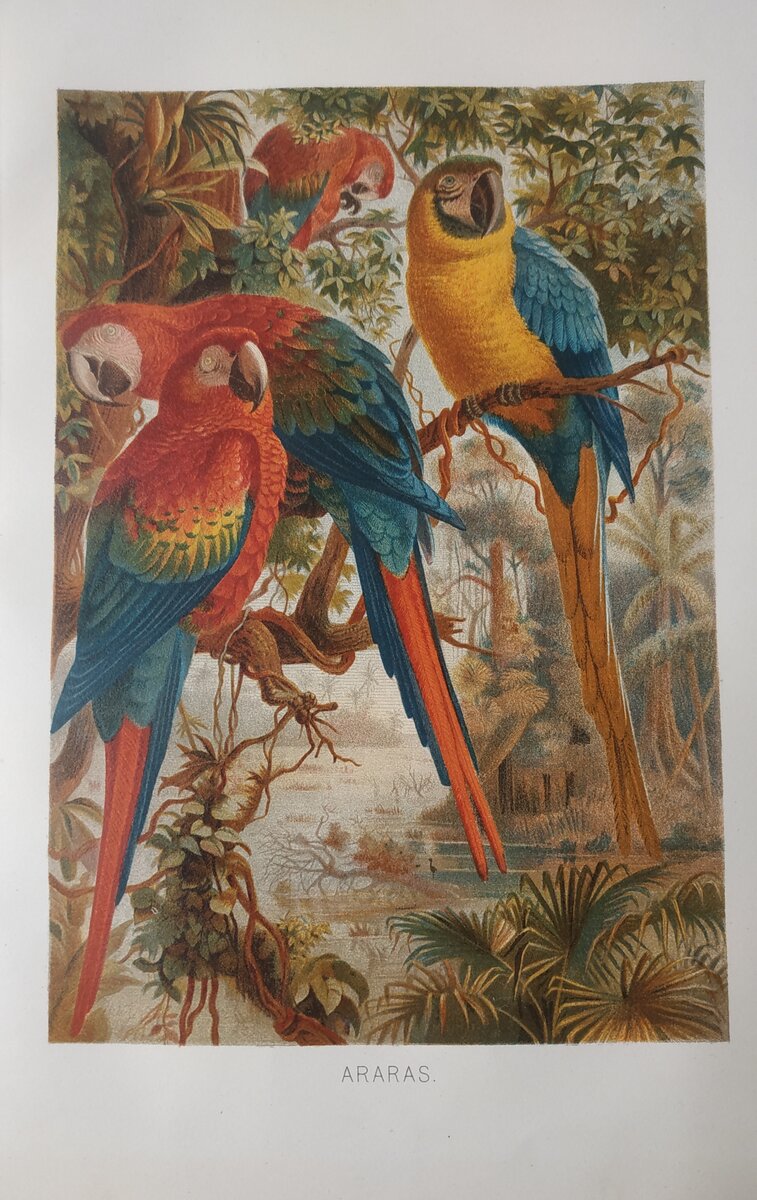 Красные Ара