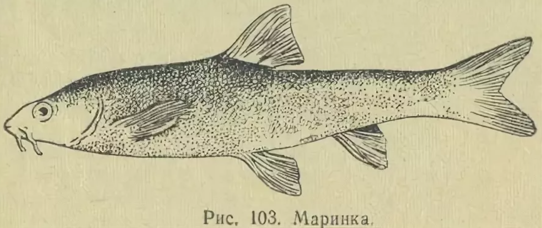 На белом листе рисовала маринка