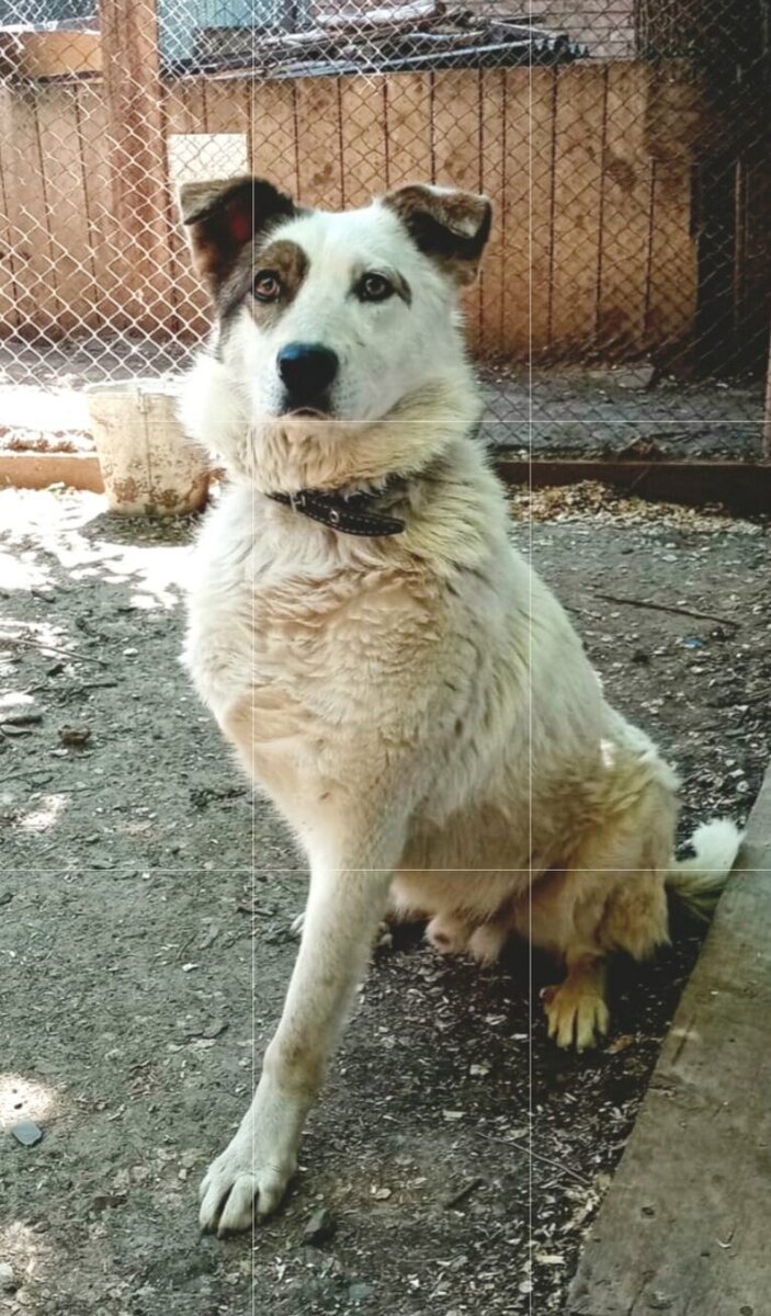 Грэм, без лапы, у него был обрубок жуткий, и более эпилепсией 