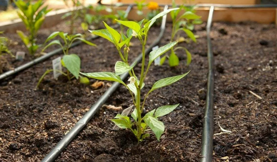 Фотография взята из источника bee-master.ru