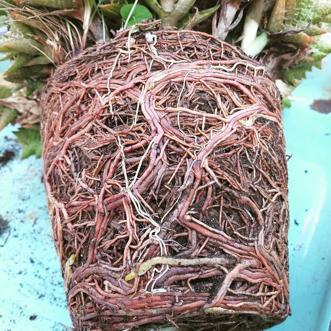 У Алоэ ювенильное немножко разрослась корневая система😊 Фото:@marieug.barbero