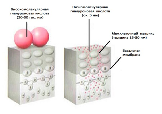 Гиалуроновая кислота что это такое. Высокомолекулярная гиалуроновая кислота. Низкомолекулярной гиалуроновой кислоты. Высокомолекулярная и низкомолекулярная гиалуроновая кислота. Модифицированная гиалуроновая кислота.