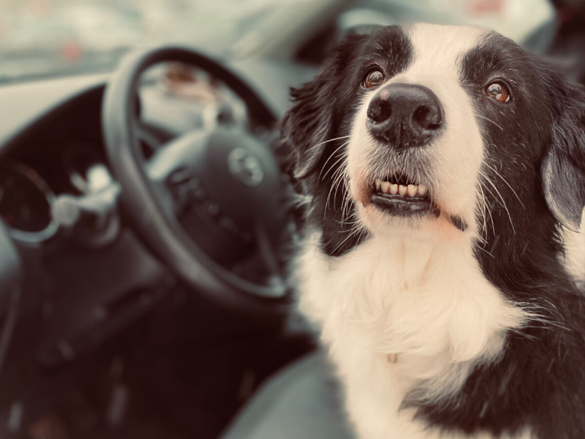Буддийский пес. Дзен про собак. Собака дзен. Дзен про собак. Веселая собака.