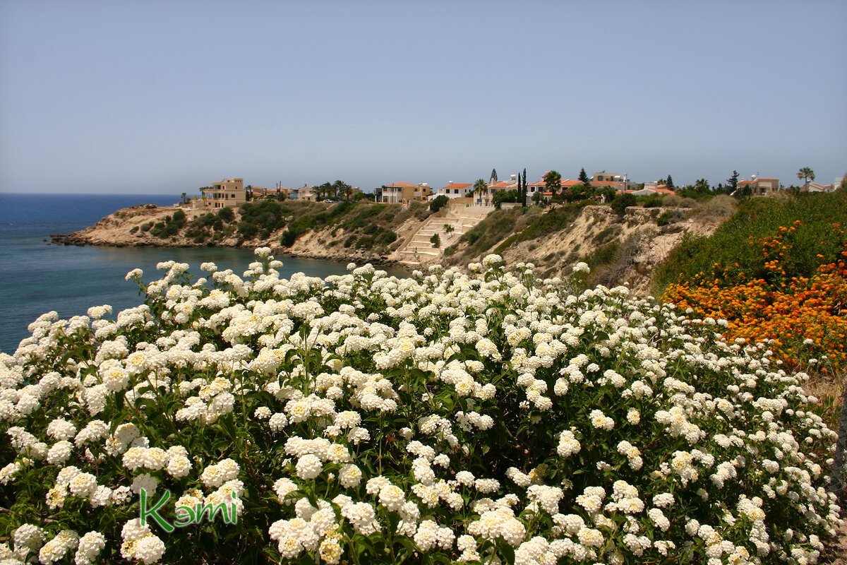Лантана на берегу Средиземного моря. Кипр.