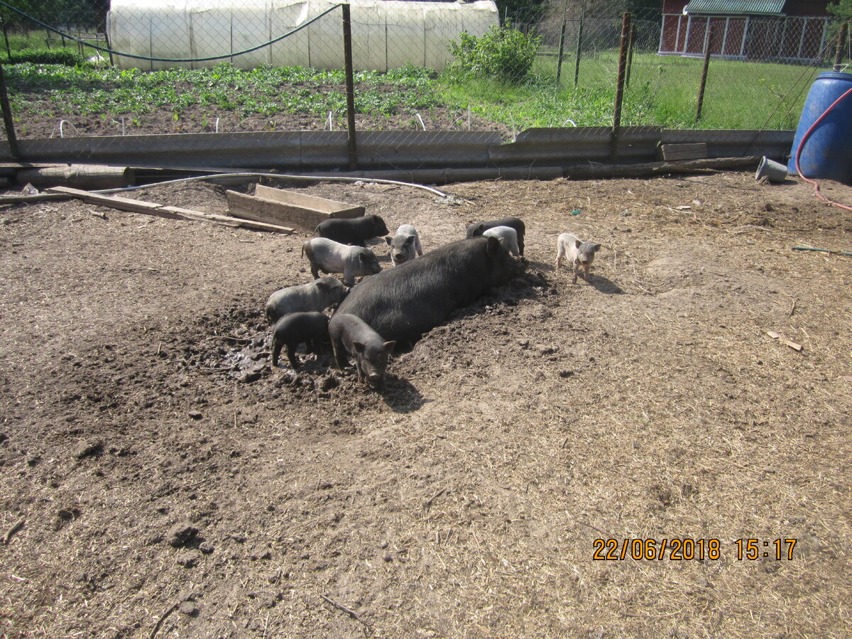 Раньше на этом месте был зеленый газон с травкой...