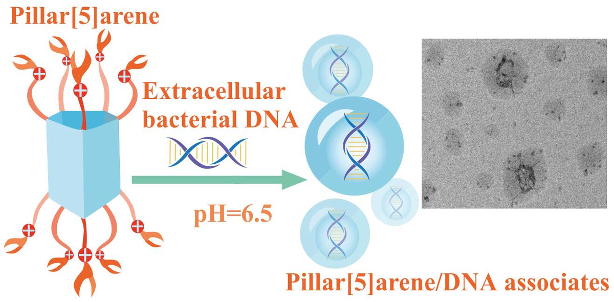 Принцип действия биомиметической ловушки для бактериальной ДНК. Источник: Aleksandrova et al. / Pharmaceutics, 2023