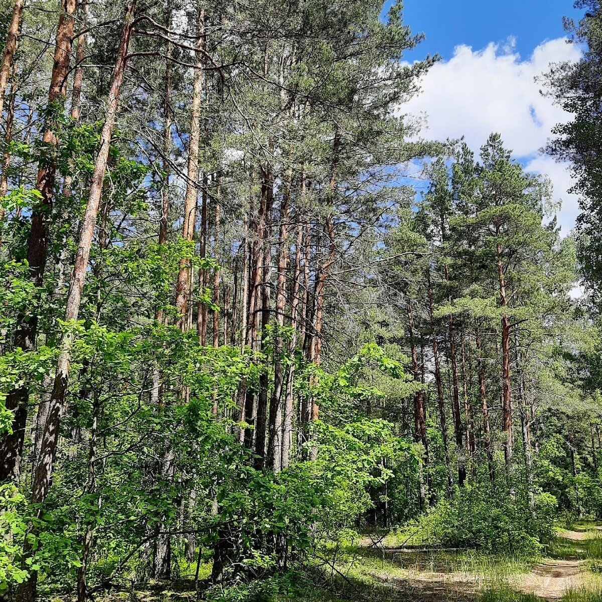 Хвойный лес