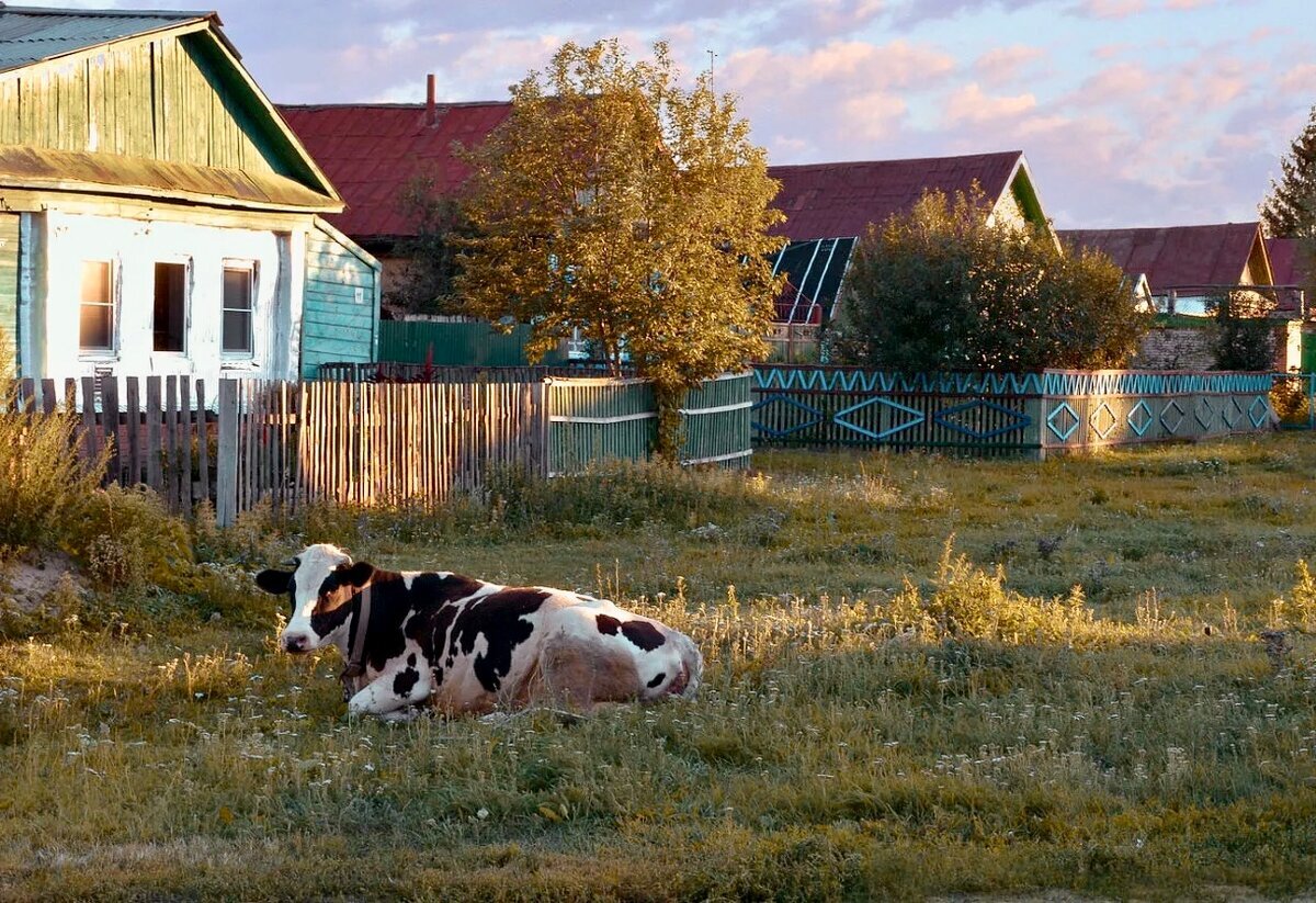 Большие деревенские. Бабушка в деревне. Летом в деревне у бабушки. Домик в деревне с коровой. Лето у бабушки в деревне.