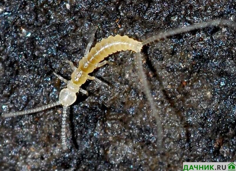 Двухвостка: как выглядит, чем опасна для человека и 100% способы ...