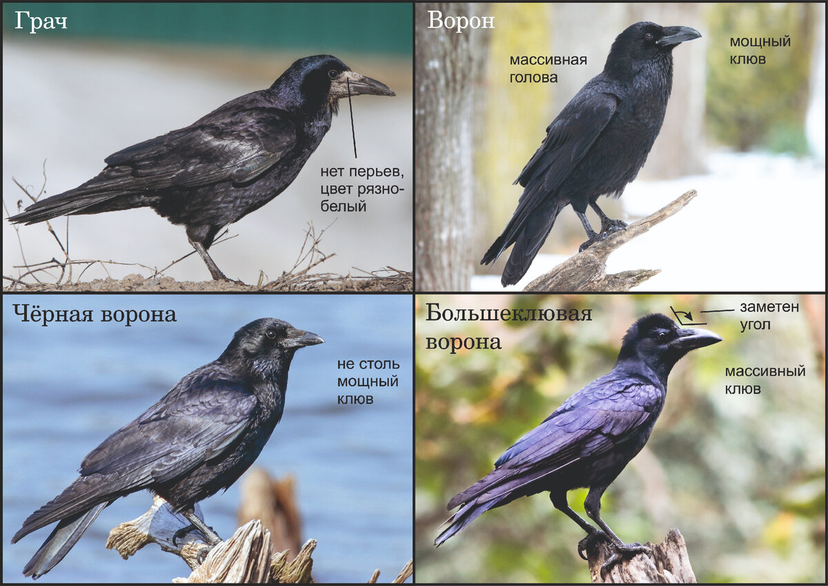 Как отличить грача от ворона фото и описание