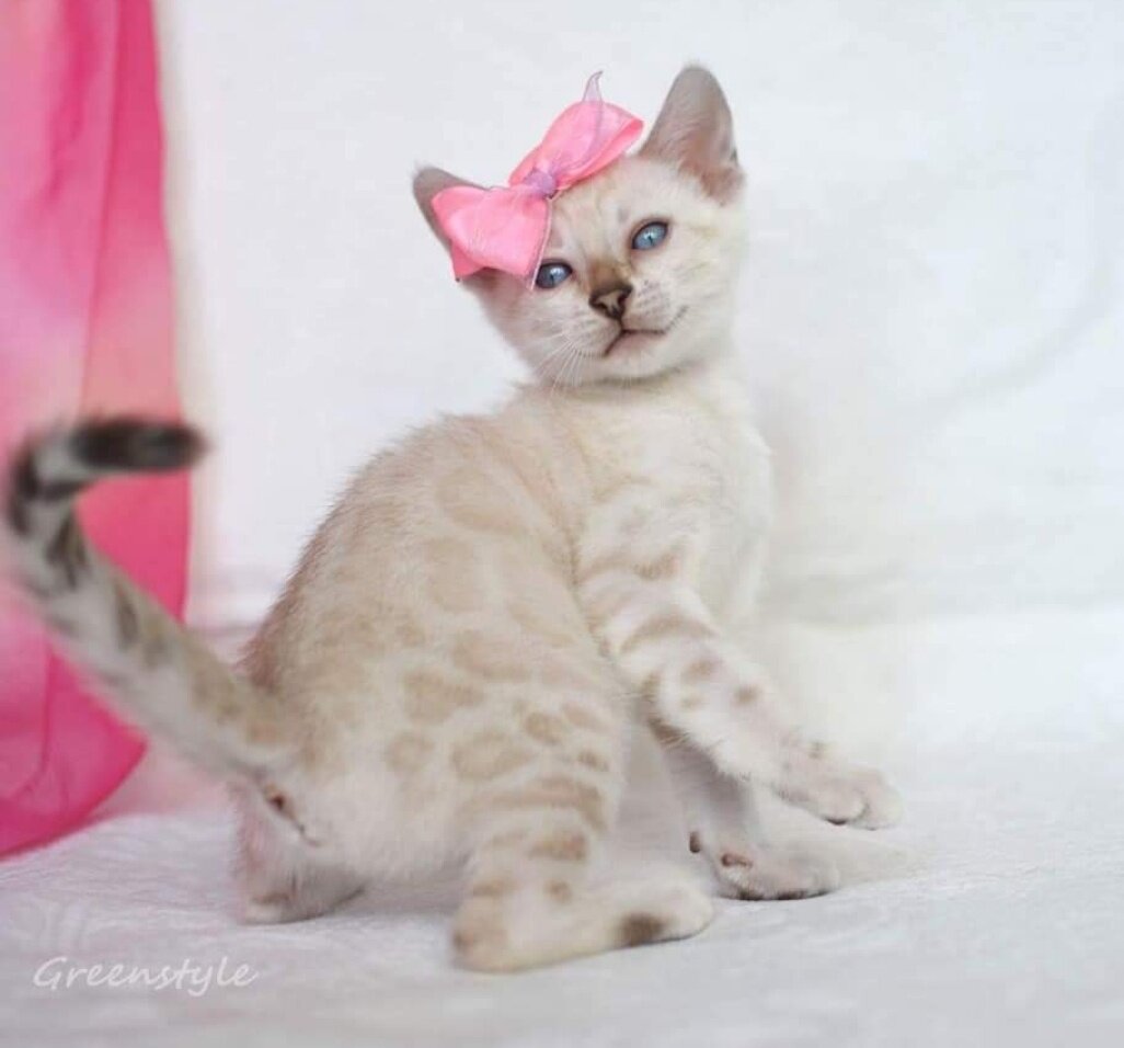 Шуточное фото с бантиком