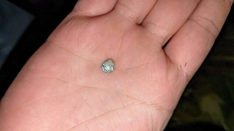    Школьник из Александровского района выстрелил себе в живот из «воздушки» Андрей Севостьянов