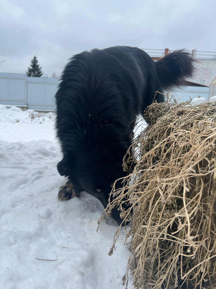 А если еще вкусняшки найду?) Масюня, наша девочка. 
