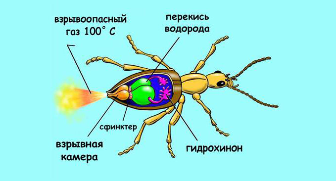 Анатомия жука бомбардира. Наглядно. 