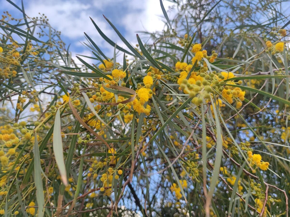 Местная мимоза. Она не такая крупная как итальянская, но зато зацветает прямо к Международному женскому дню. А ещё она очень красиво колышется на сильном ветру большими жёлтыми волнами.