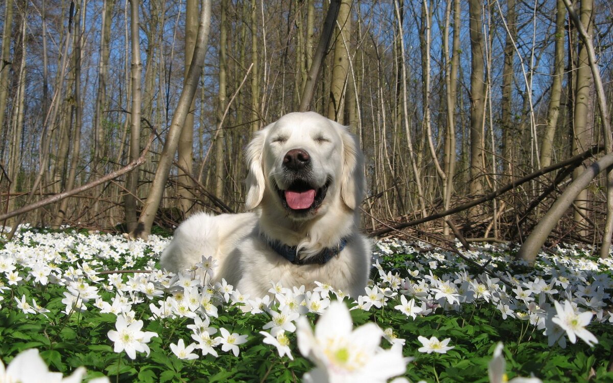источник фото: https://w-dog.ru/wallpapers/6/7/402741678691469/sobaka-vesna-priroda-cvety.jpg