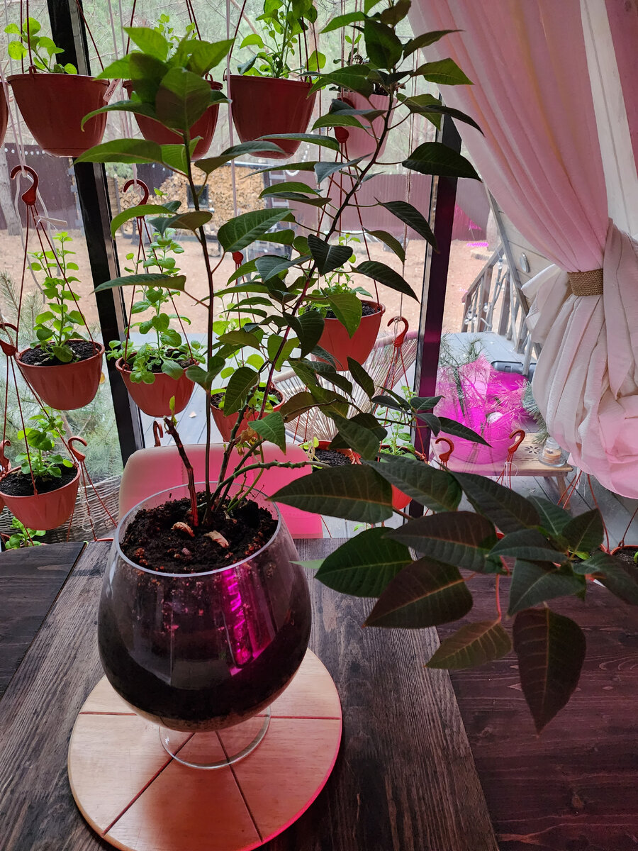 Монстр-разлапка, ломающий себе ветки от их тяжести. Март 2023 года, частично обломанный куст