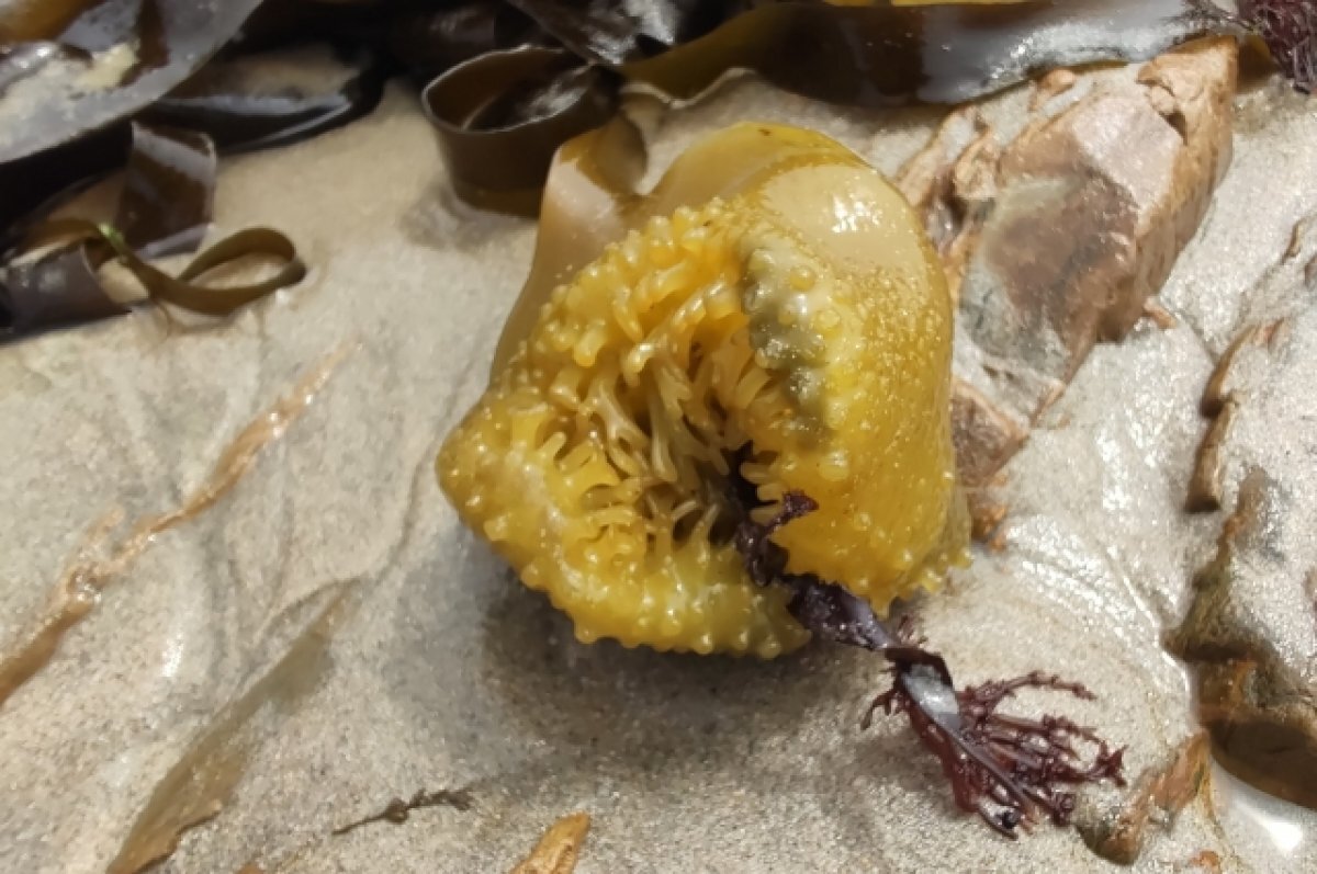    К побережью Флориды движется гигантская масса ядовитых водорослей