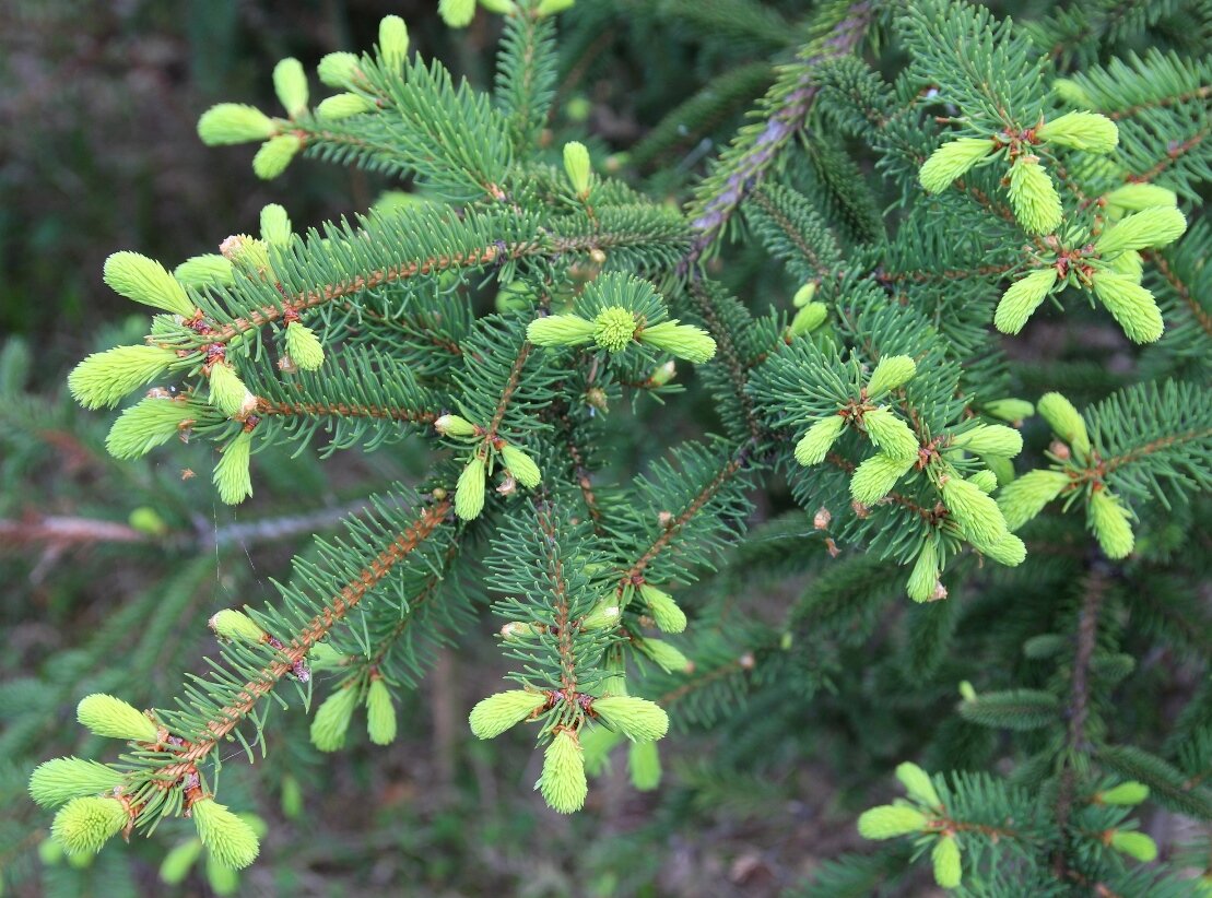 Прошлогодней хвоей. Picea Asperata. Ель изящная (Picea polita). Picea Asperata Chevreloup. Picea Asperata Spring Red.