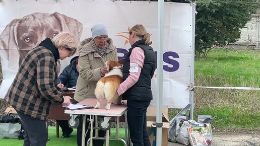 Евпатория. Национальная выставка собак всех пород ранга ЧРКФ «Созвездие Южного Пса» 2023