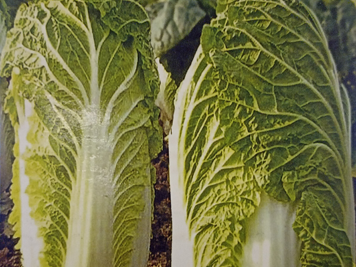 Капуста пекинская Суприн F1. Фото автора с пакета