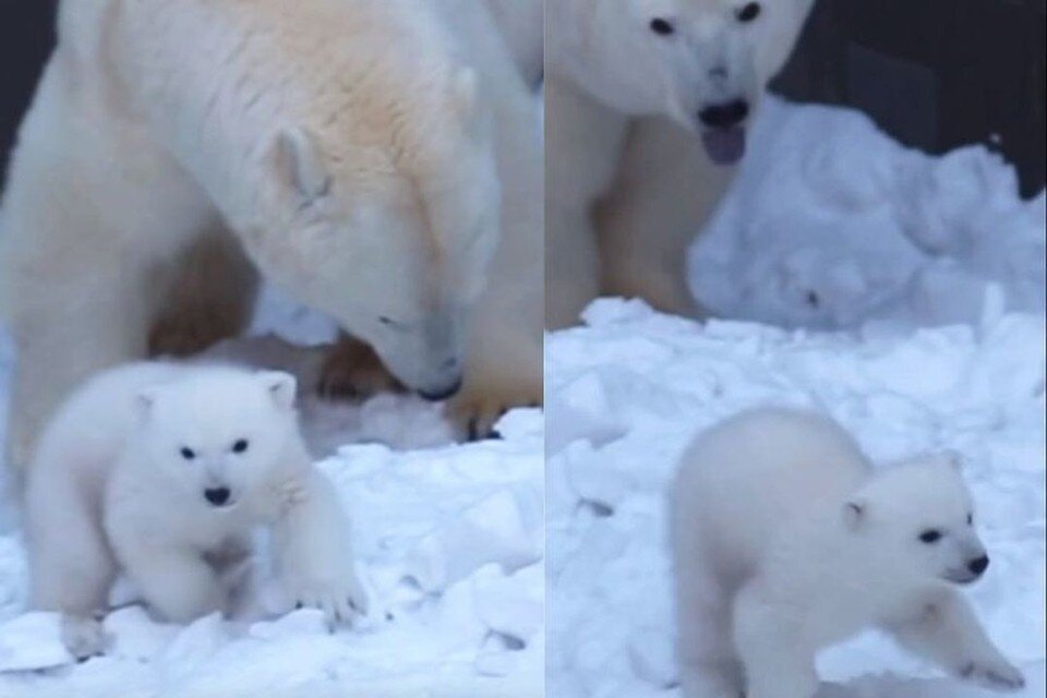     В Новосибирском зоопарке показали, как Герда гуляет со своими маленькими медвежатами. Фото: Новосибирский зоопарк