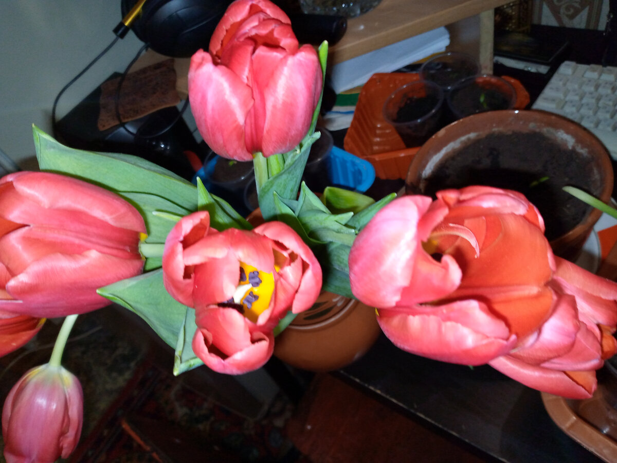 Они конечно очень красивы.Мои любимые цветы.Все.Те, что весной.Но им недолго осталось.Так жаль их всегда 