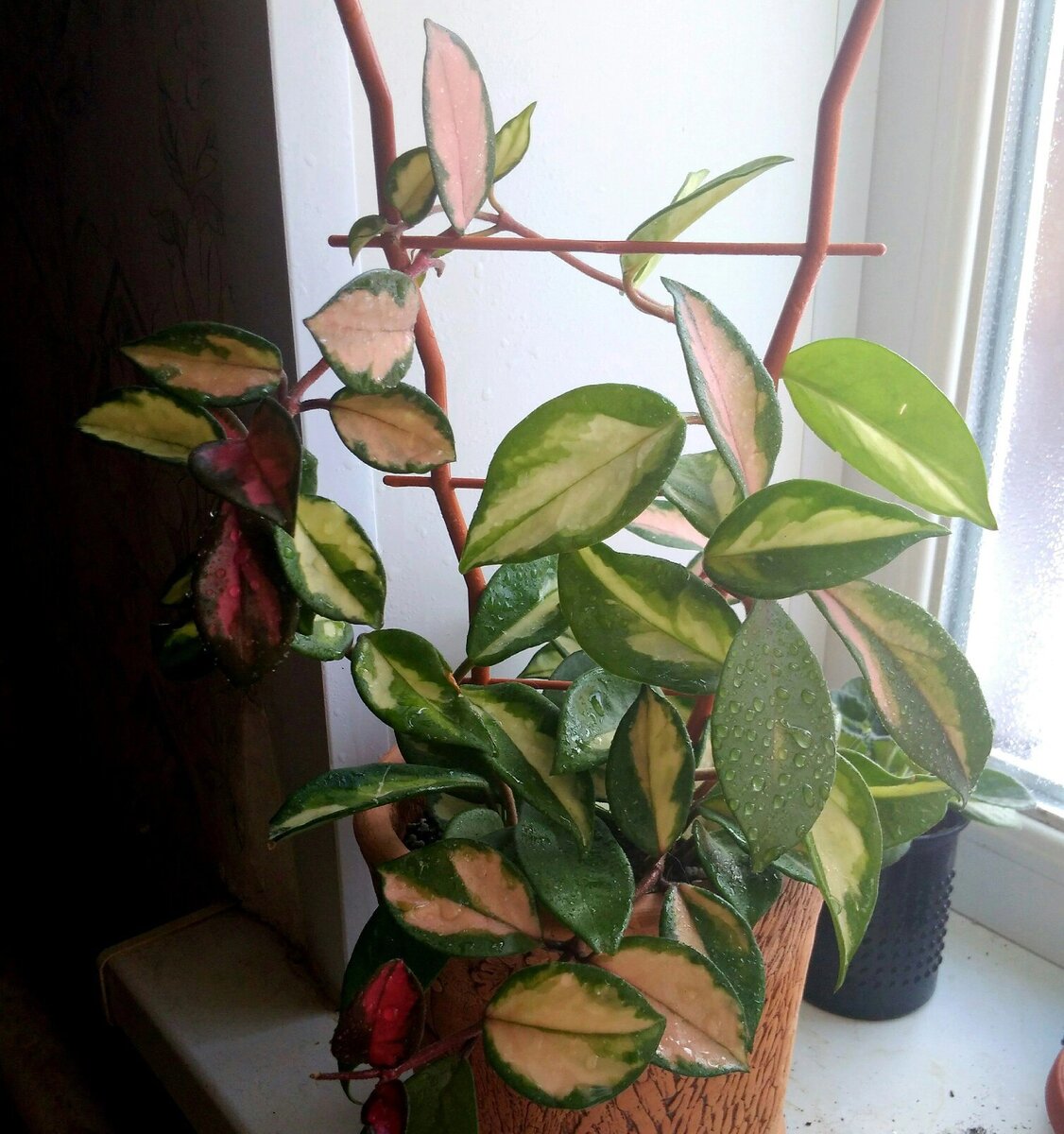Хойя carnosa Tricolor