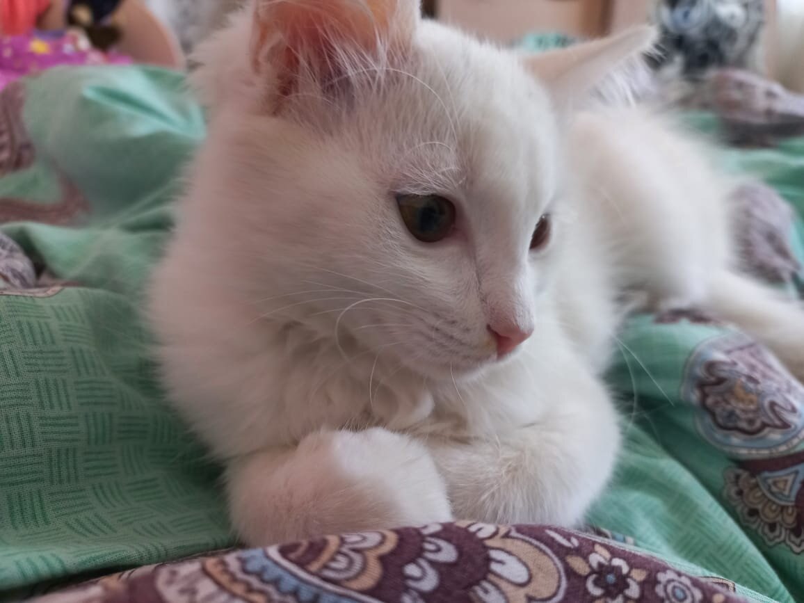 Богдан в новом доме
