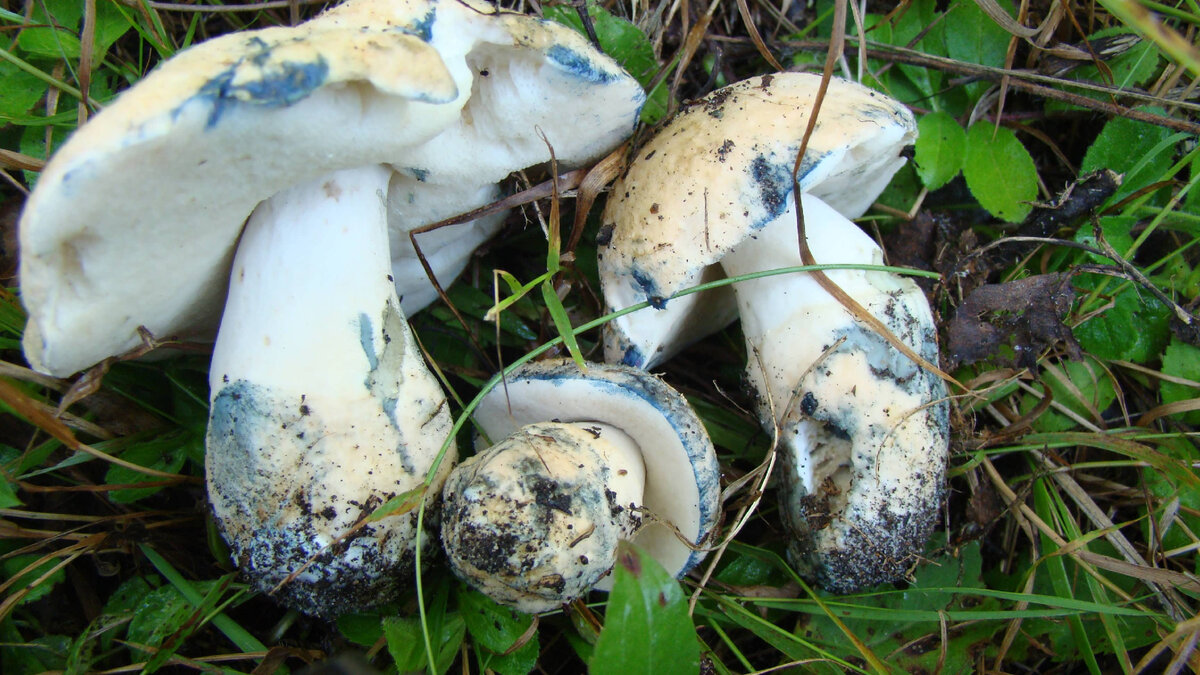 Гиропорус синеющий