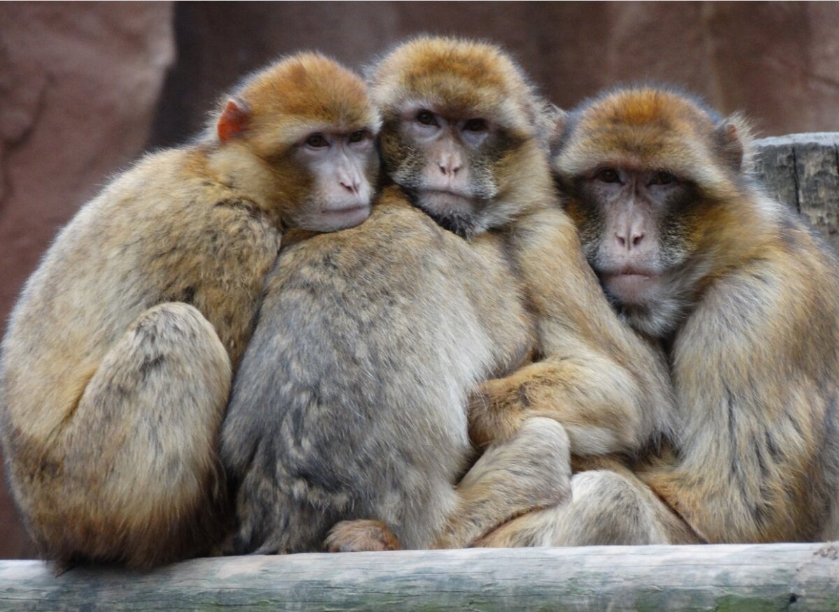    Фото: pxhere.com Екатерина Колесова