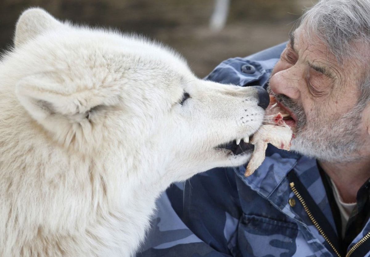 Мужик начал понимать животных. Вернер Фройнд жизнь с волками. Вольф Вольф человек волк.