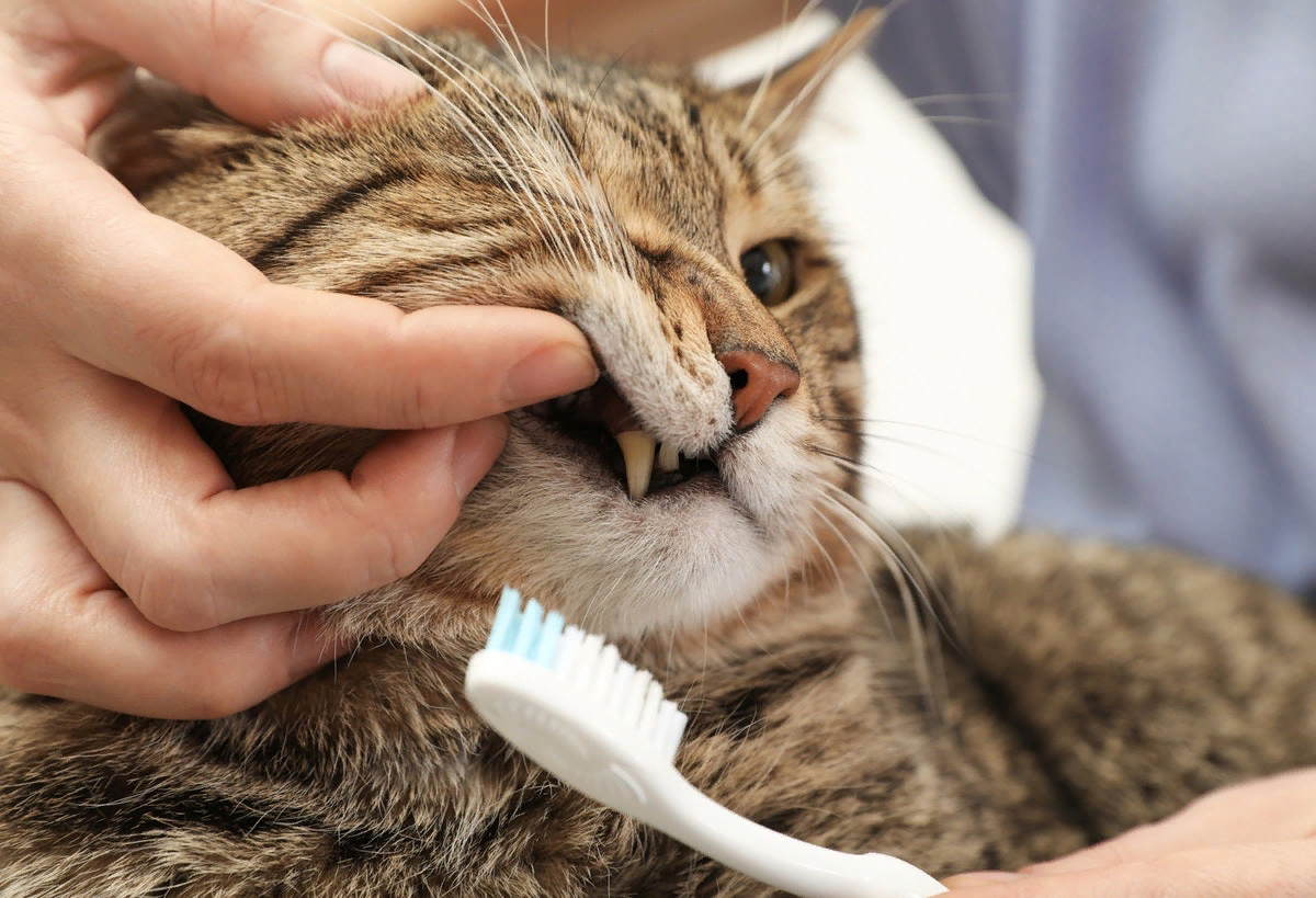 Один из наиболее незаметных аспектов в кошачьем здоровье. О важности гигиены  полости рта. | Будни ветеринарного врача | Дзен
