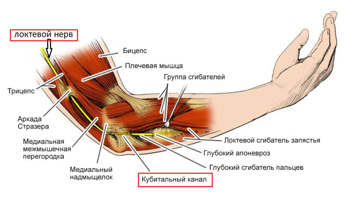 Нервы на руке схема