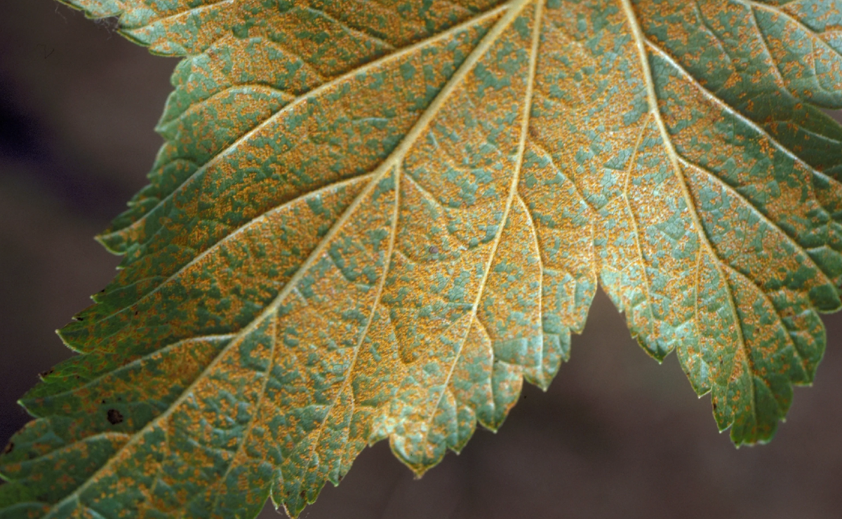 White pine rust blister фото 32