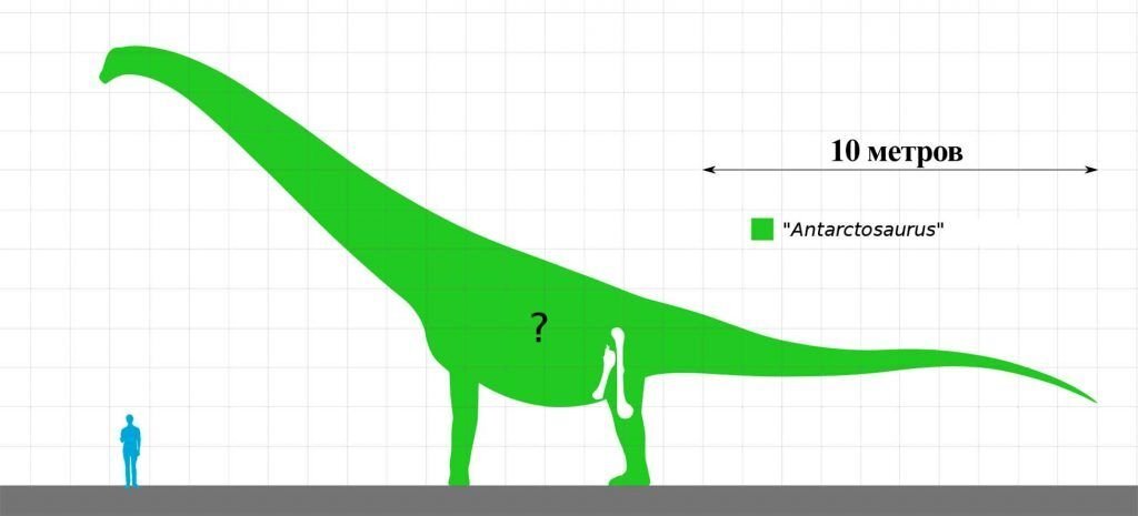      Предполагаемые размеры антарктозавра