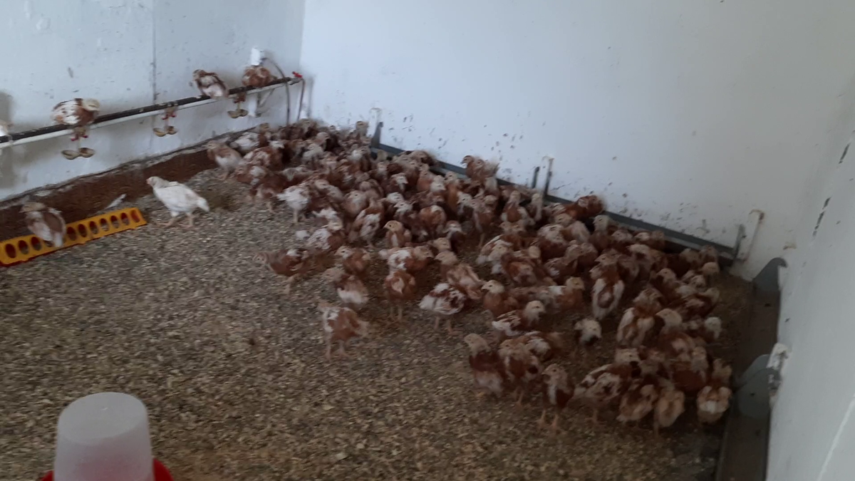 фото автора. Подрастает поколение