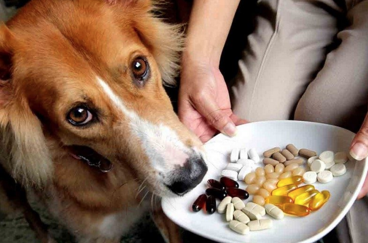 можно ли собакам человеческие витамины