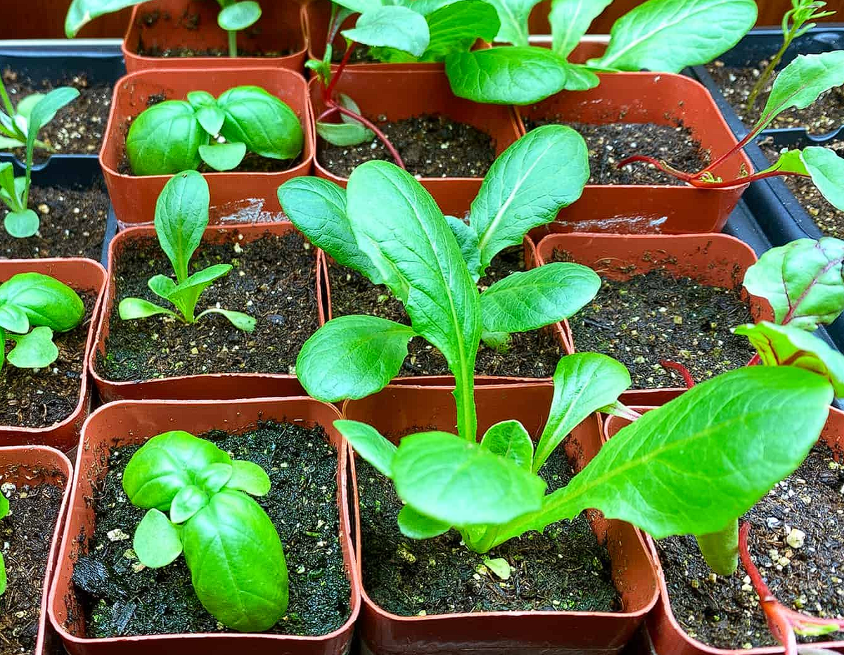 Растения, выращенные в помещении из семян под лампами для выращивания.