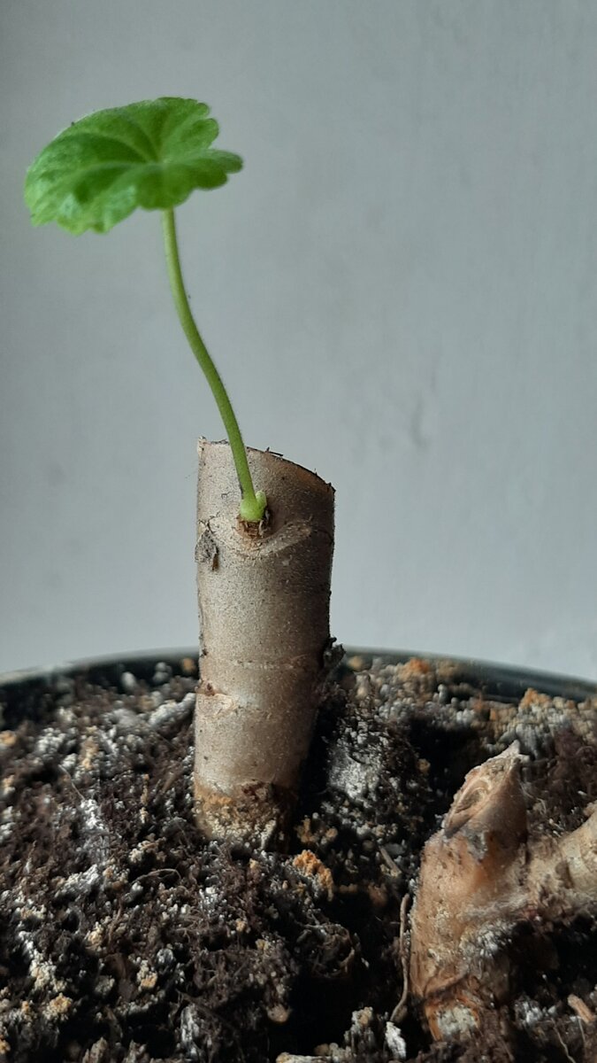 Пеларгония после кординальной обрезки.