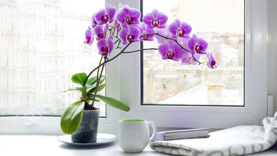    Куда поставить орхидею: будет цвести долго и пышно Татьяна Сидорова