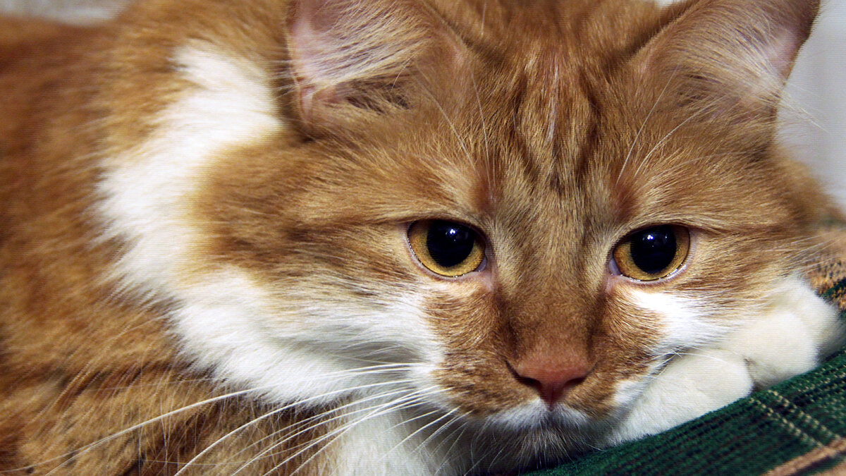 источник фото: koshka.top